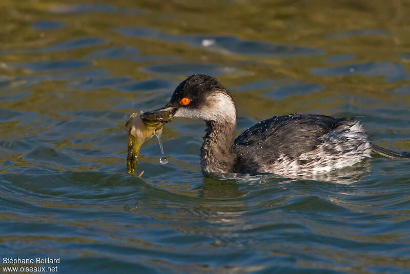 Grèbe à cou noiradulte internuptial, pêche/chasse