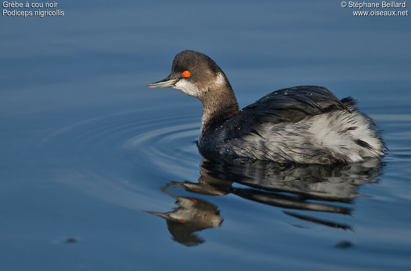 Black-necked Grebe