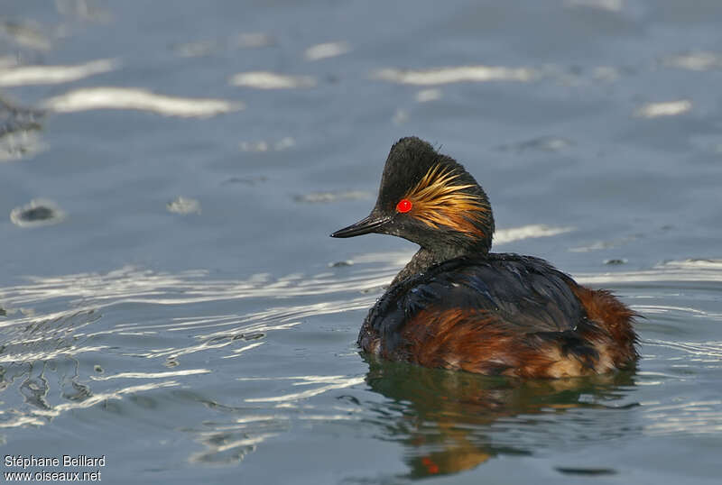 Black-necked Grebeadult breeding, pigmentation, Behaviour