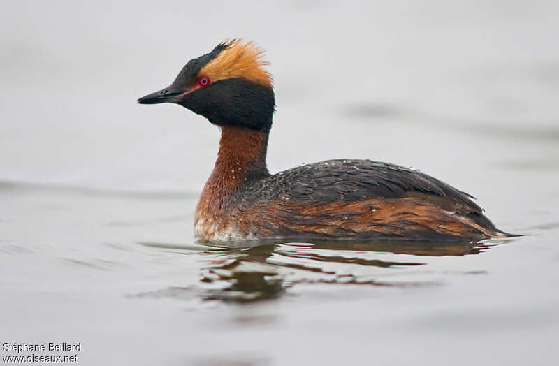 Horned Grebeadult breeding, identification