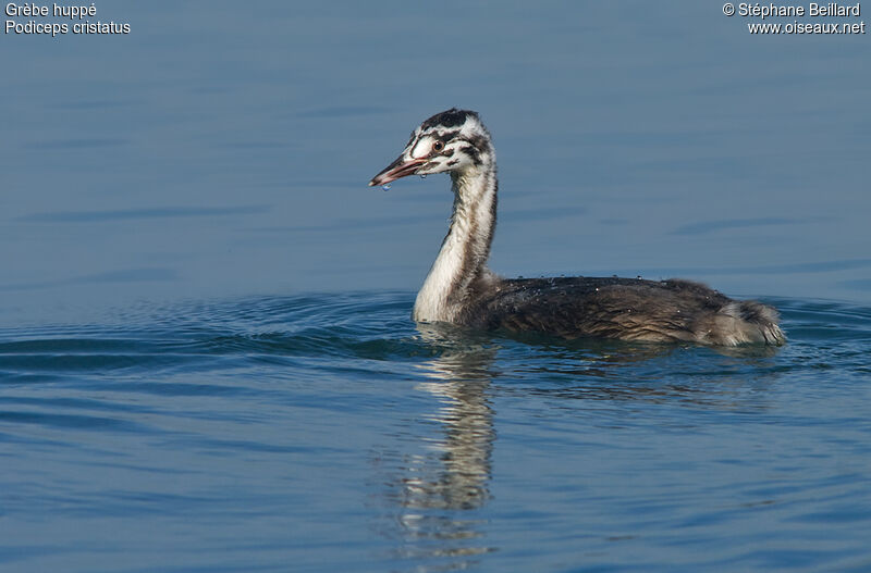 Great Crested Grebejuvenile