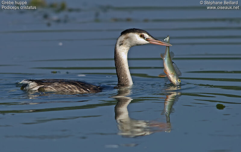 Great Crested Grebeadult