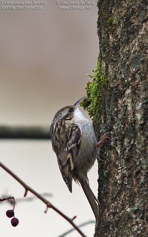 Short-toed Treecreeper