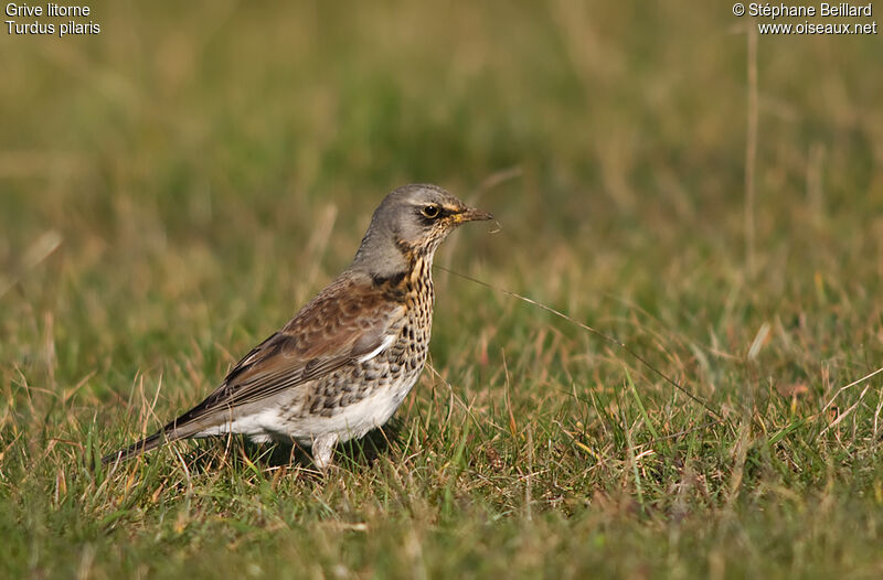 Fieldfare