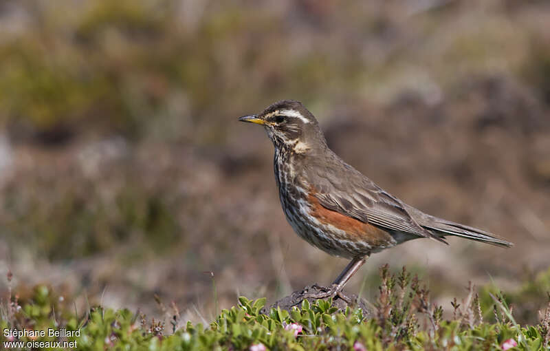 Redwingadult breeding, identification