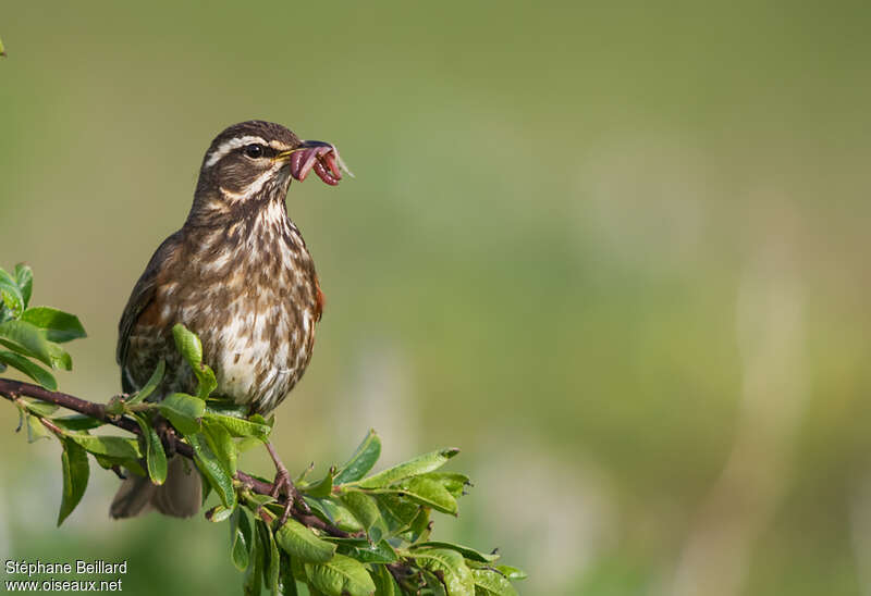 Redwingadult, feeding habits