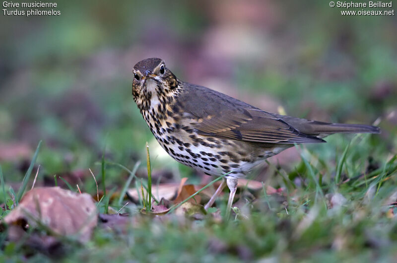 Song Thrush