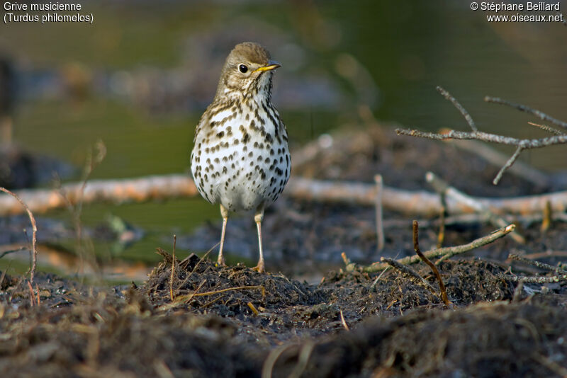 Song Thrush