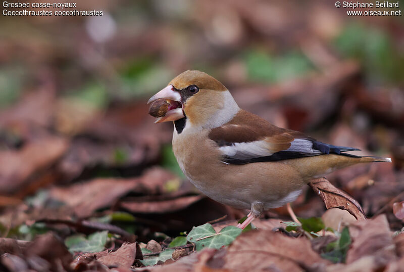 Hawfinch