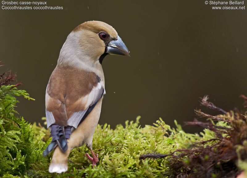 Hawfinch female