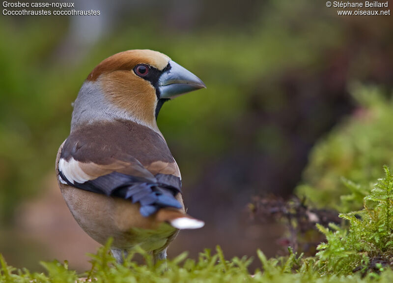 Hawfinch male