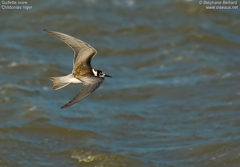 Black Tern