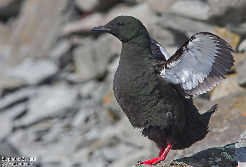 Black Guillemotadult, pigmentation, Behaviour