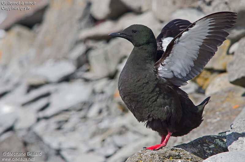 Guillemot à miroiradulte