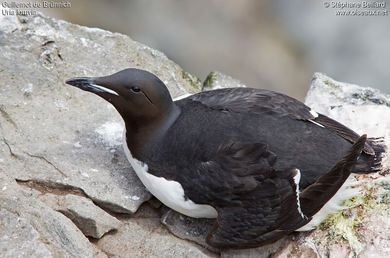 Guillemot de Brünnich