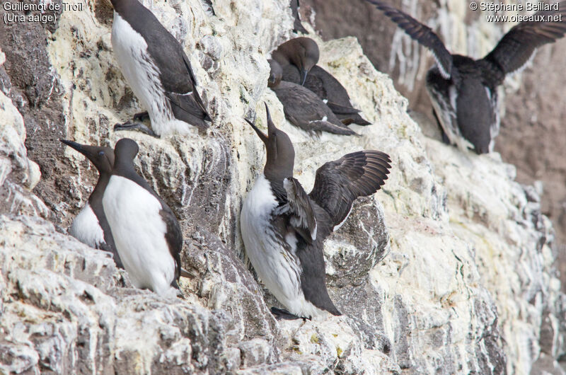 Common Murre