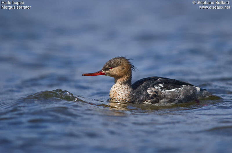 Red-breasted Merganser