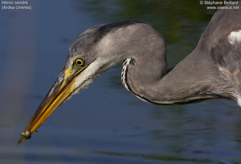 Grey Heron