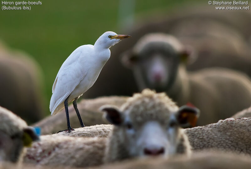 Western Cattle Egret