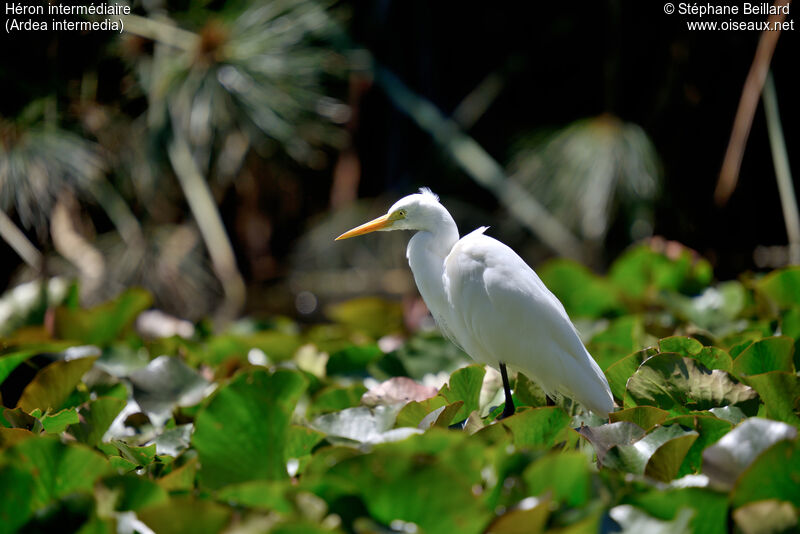 Intermediate Egret