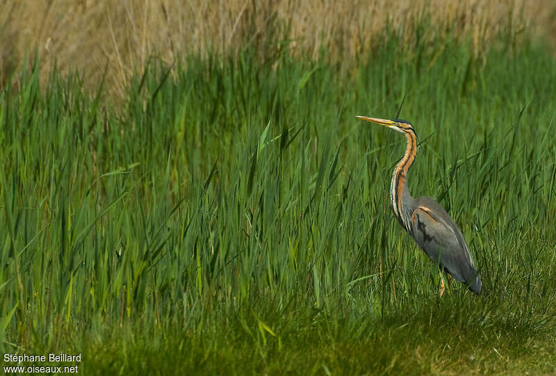 Purple Heronadult breeding, habitat