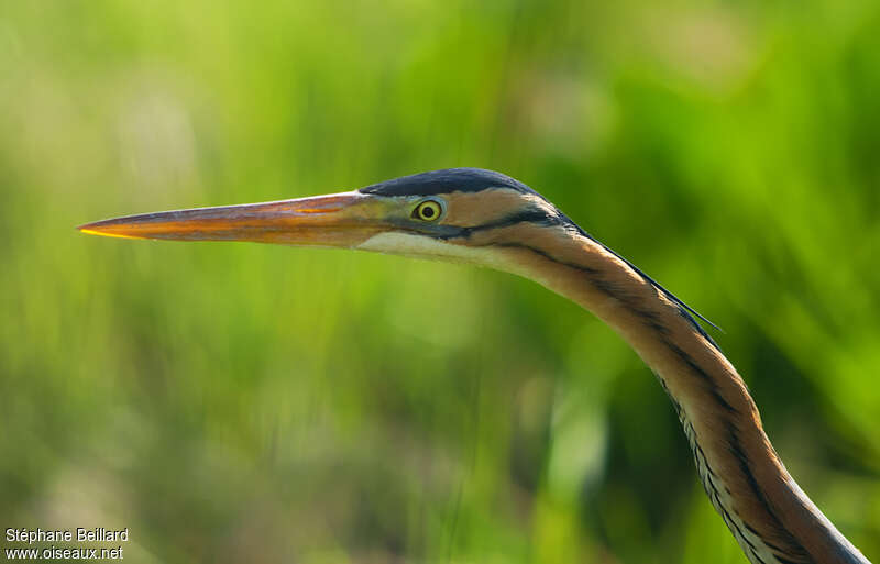 Purple Heronadult breeding, close-up portrait