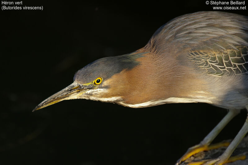 Green Heron