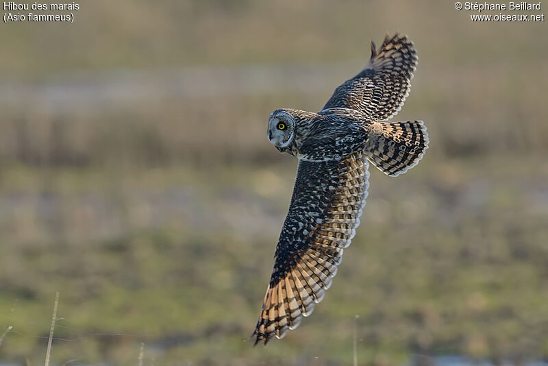 Hibou des marais