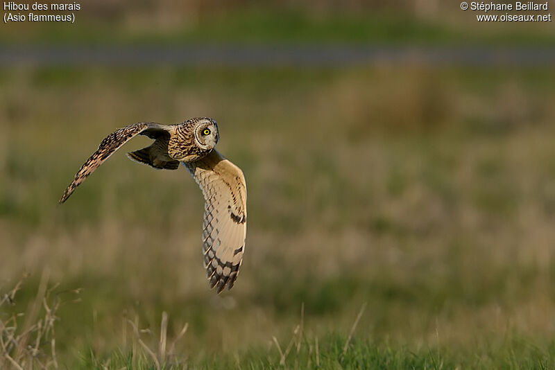 Hibou des marais