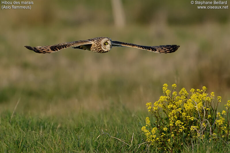 Hibou des marais