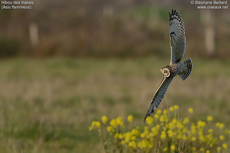 Hibou des marais