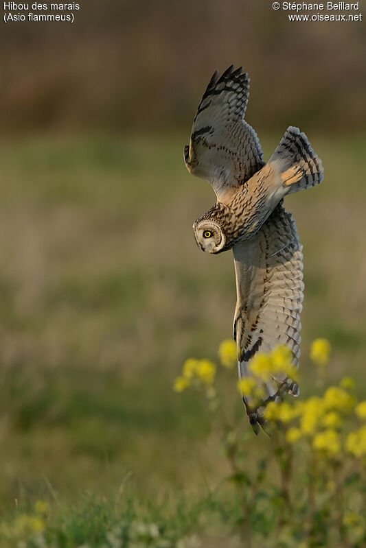 Hibou des marais