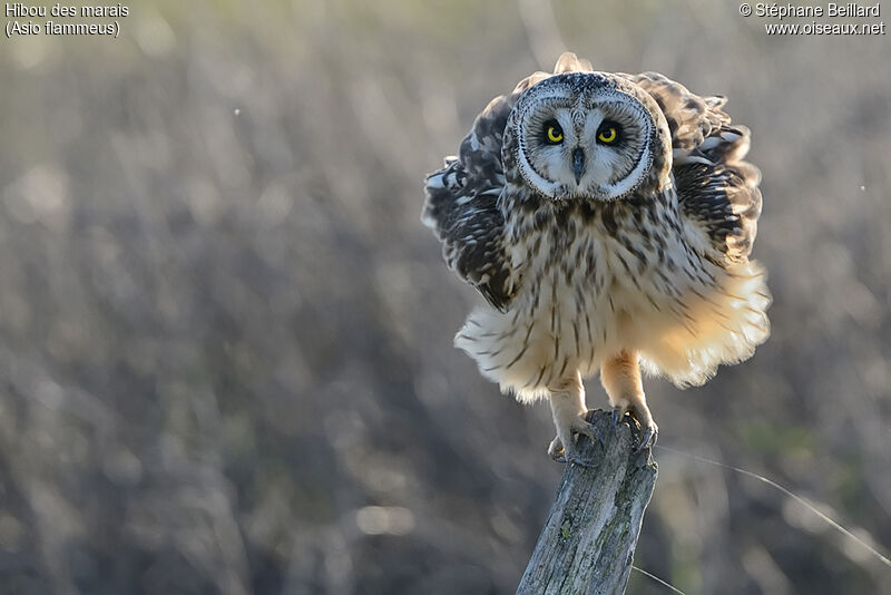 Short-eared Owl