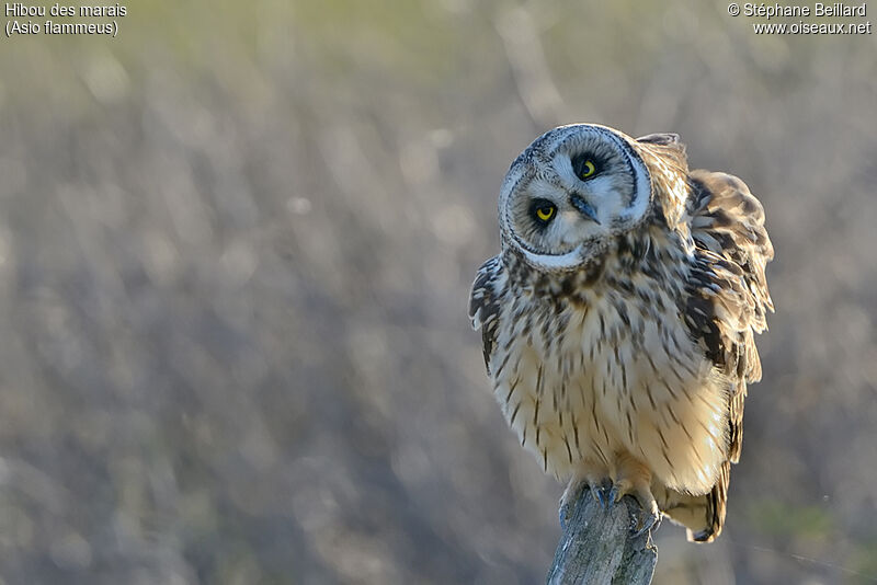 Short-eared Owl