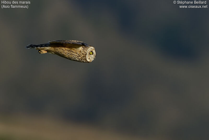 Short-eared Owl