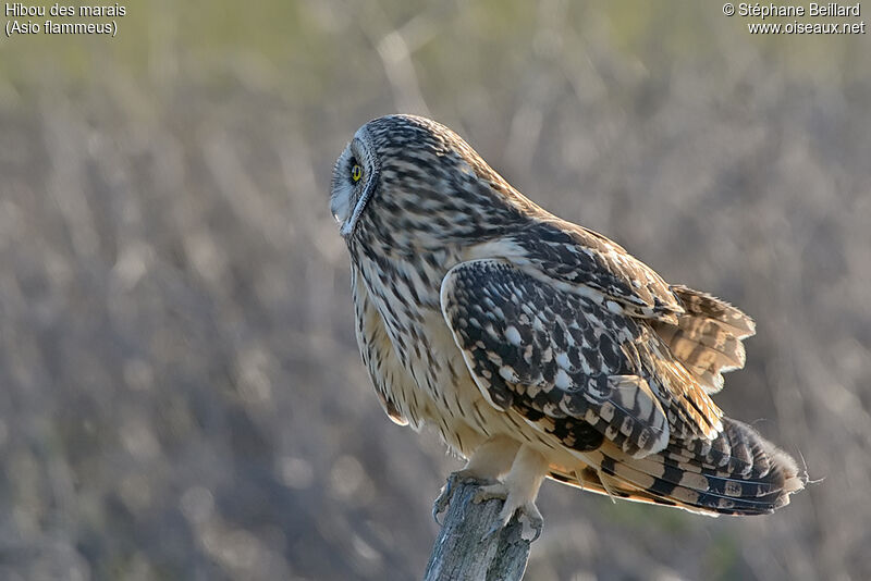 Short-eared Owl