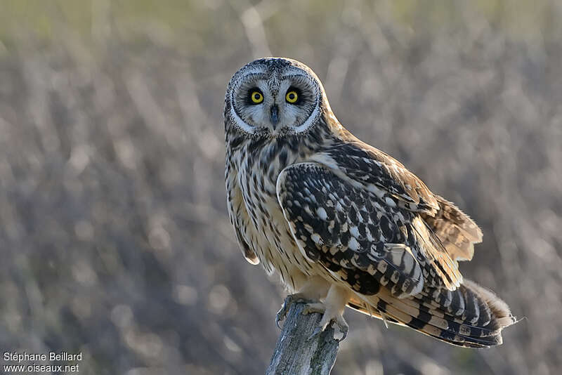 Short-eared Owladult breeding, identification