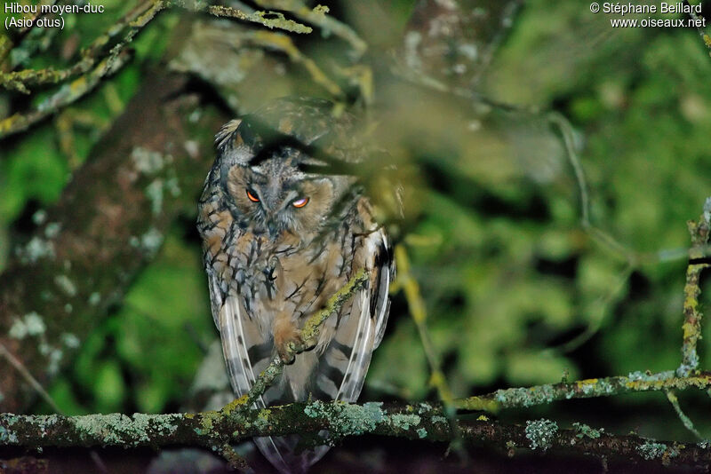 Long-eared Owl