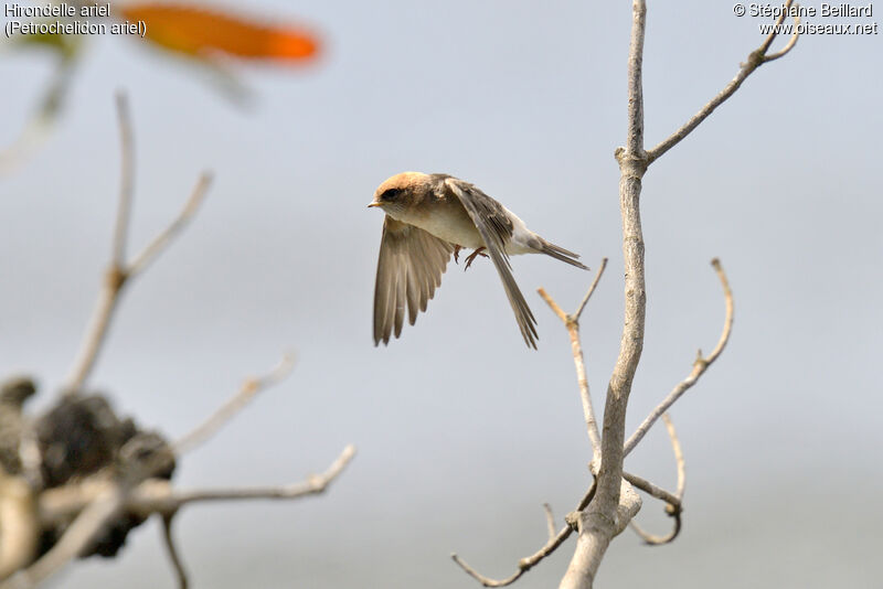 Fairy Martin