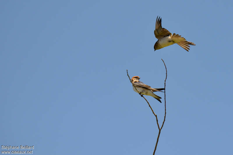 Hirondelle ariel