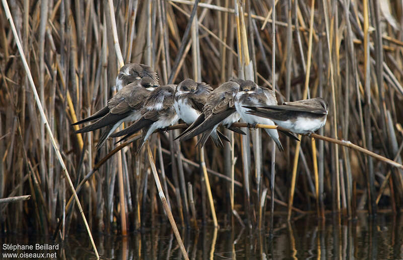 Sand Martin, habitat, Behaviour