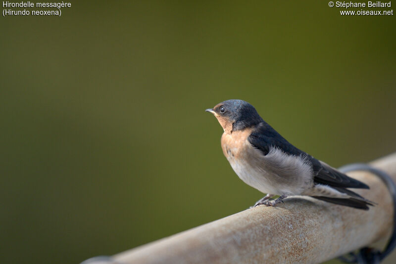 Welcome Swallow