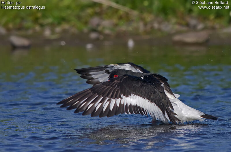 Eurasian Oystercatcher