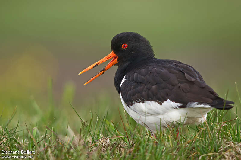 Eurasian Oystercatcheradult, Behaviour