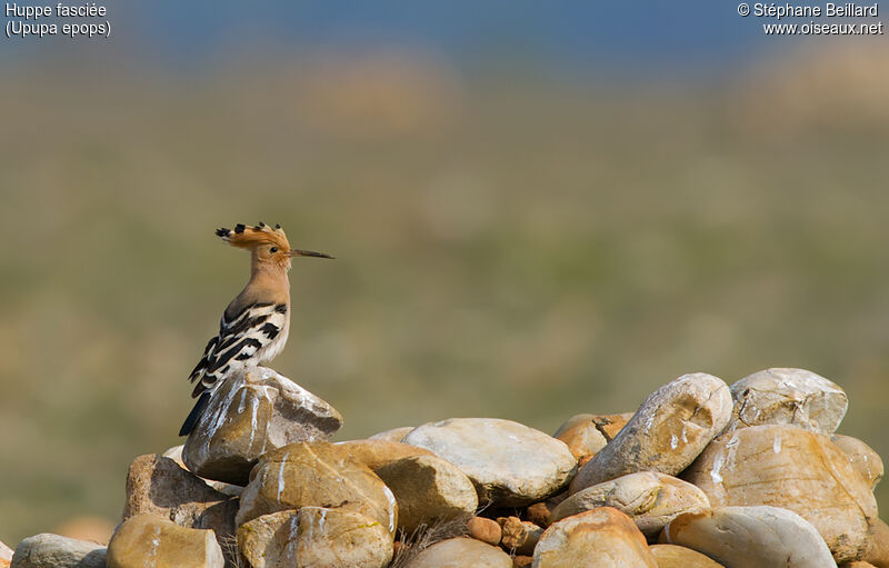 Eurasian Hoopoe