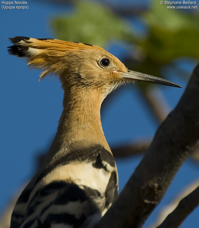 Eurasian Hoopoe