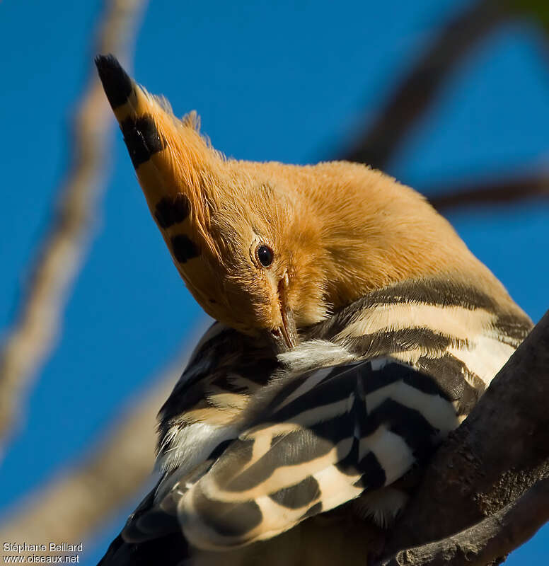 Eurasian Hoopoe, close-up portrait, care