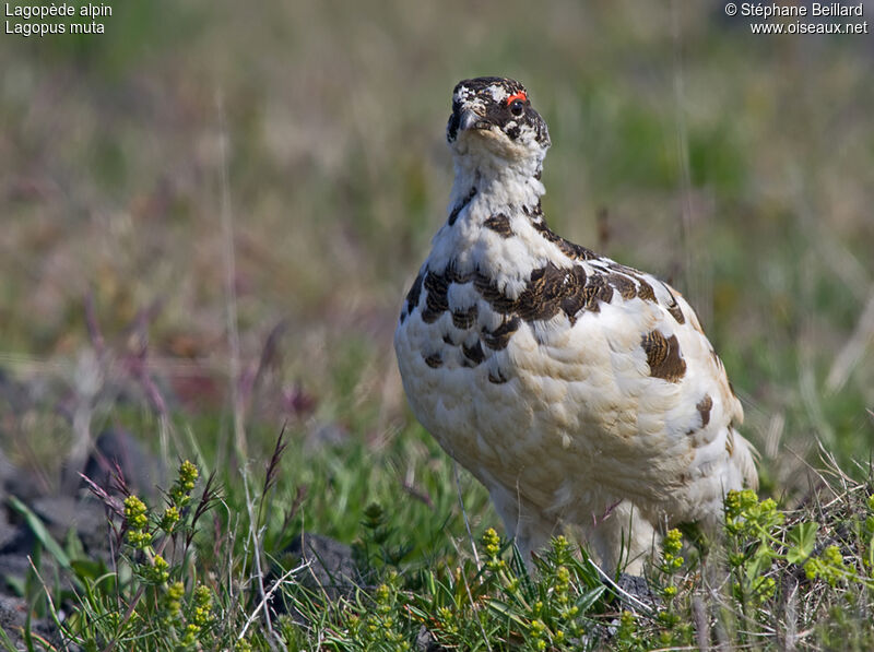 Rock Ptarmigan male