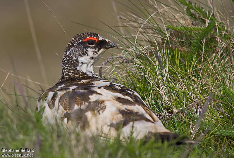 Rock Ptarmigan male adult, close-up portrait