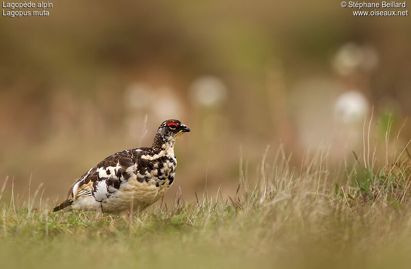 Rock Ptarmigan male adult transition, identification